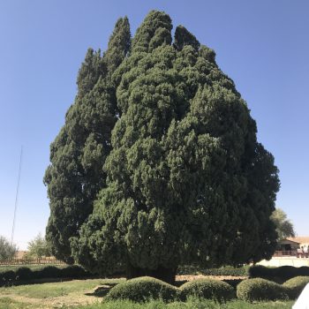 IMG 3420 350x350 - Old Cypress Of Abarkuh