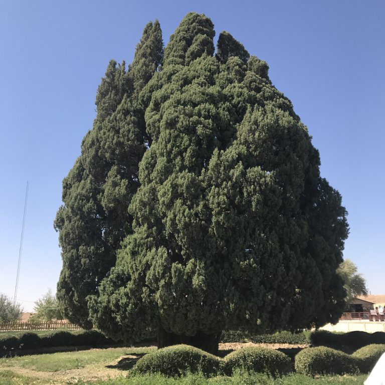 IMG 3420 768x768 - Old Cypress Of Abarkuh