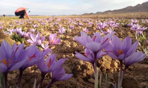 Saffron farm tour 500x300 - Mashad Tours