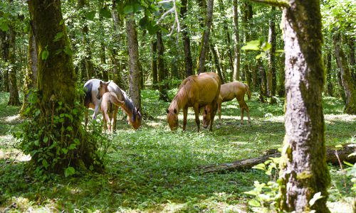 Dalkhani Jungle  500x300 - Information for Omanis to Travel to North of Iran